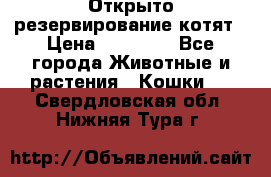 Открыто резервирование котят › Цена ­ 15 000 - Все города Животные и растения » Кошки   . Свердловская обл.,Нижняя Тура г.